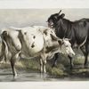 Bull licking a cow.