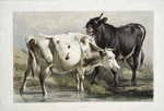 Bull licking a cow.