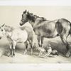 Horse, foal, rooster and chickens.]