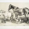 Horse, foal, rooster and chickens.