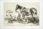 Horse, foal, rooster and chickens.