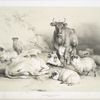 Cattle and sheep.