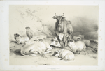 Cattle and sheep.