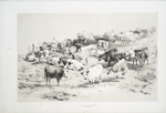 Group of cattle, Barnet Fair.