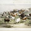 Group of cattle, Barnet Fair.]