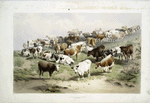 Group of cattle, Barnet Fair.