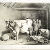Cows, calf and sheep in a barn.]