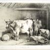 Cows, calf and sheep in a barn.