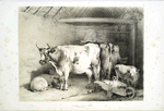 Cows, calf and sheep in a barn.