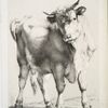 Bull.