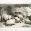 Group of sheep.