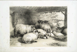 Group of sheep.