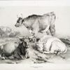 Group of cattle.