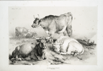 Group of cattle.