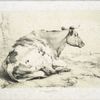 Cow.