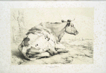 Cow.