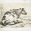 Cow.
