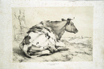 Cow.