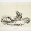 Donkeys and sheep.