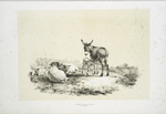 Donkeys and sheep.