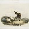 Donkeys and sheep.