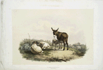 Donkeys and sheep.