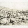 Sheep, Kent.