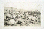Sheep, Kent.