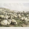 Sheep, Kent.]