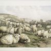 Sheep, Kent.