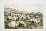 Sheep, Kent.