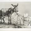 Donkeys.