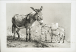Donkeys.