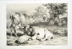 Cows and sheep.