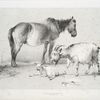 Horse and goats.]