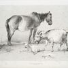 Horse and goats.