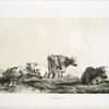 Group of cows.