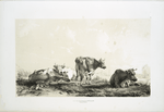 Group of cows.