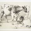 Cow and calf.