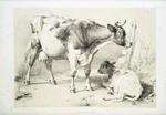 Cow and calf.
