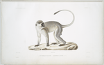 Cercopithéque Delalande, Cercopithecus Lalandii.