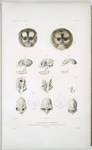 Têtes et crânes de Nyctipithéques. 1-9. Nyctipithéque lémurin, Nyctipithecus lemurinus; 10-13. Nyctipithéque félin, Nyctipithecus felinus. (De grandeur naturelle).