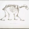 Squelette de l'ours terrible, Ursus ferox.