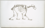 Squelette de l'ours terrible, Ursus ferox.