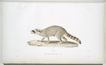 Raton laveur, Procyon lotor.