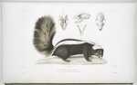 Moufette mésomèle, Mephitis mesomelas. (Fig. 1 au 3/5 de la grandeur naturelle, Fig. 2-5. de grandeur naturelle.)