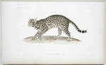 Chat albescent, Felis albescens. Mâle