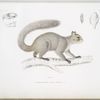 Écureuil de néboux, Sciurus nebouxii.