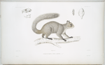Écureuil de néboux, Sciurus nebouxii.