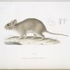 Néotome de la Floride, Neotoma Floridana.